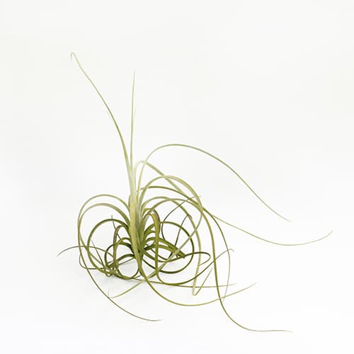 Unusual air plant _ Exserta _ by joinflower joinfolia